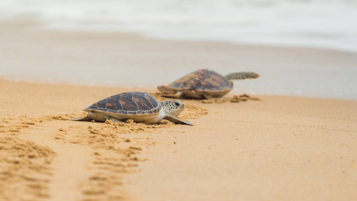 Des petites tortues marines sur le sable