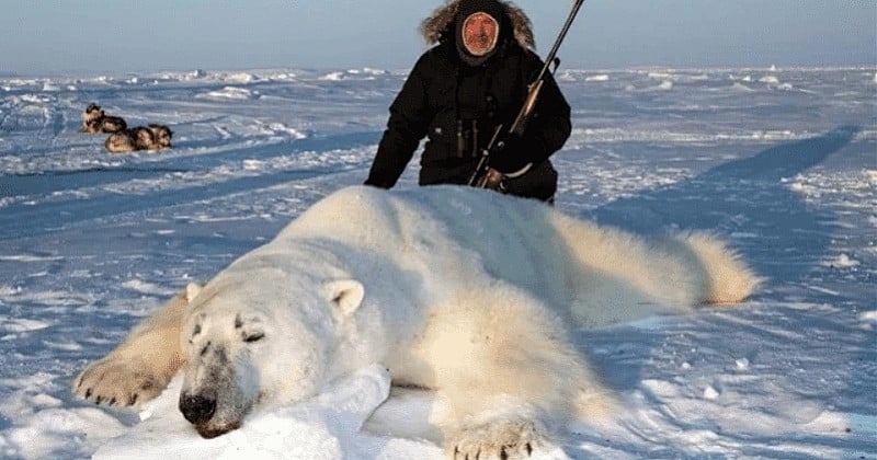 Des touristes prêts à payer 40 000 € pour tuer un ours polaire, le phénomène qui inquiète les scientifiques