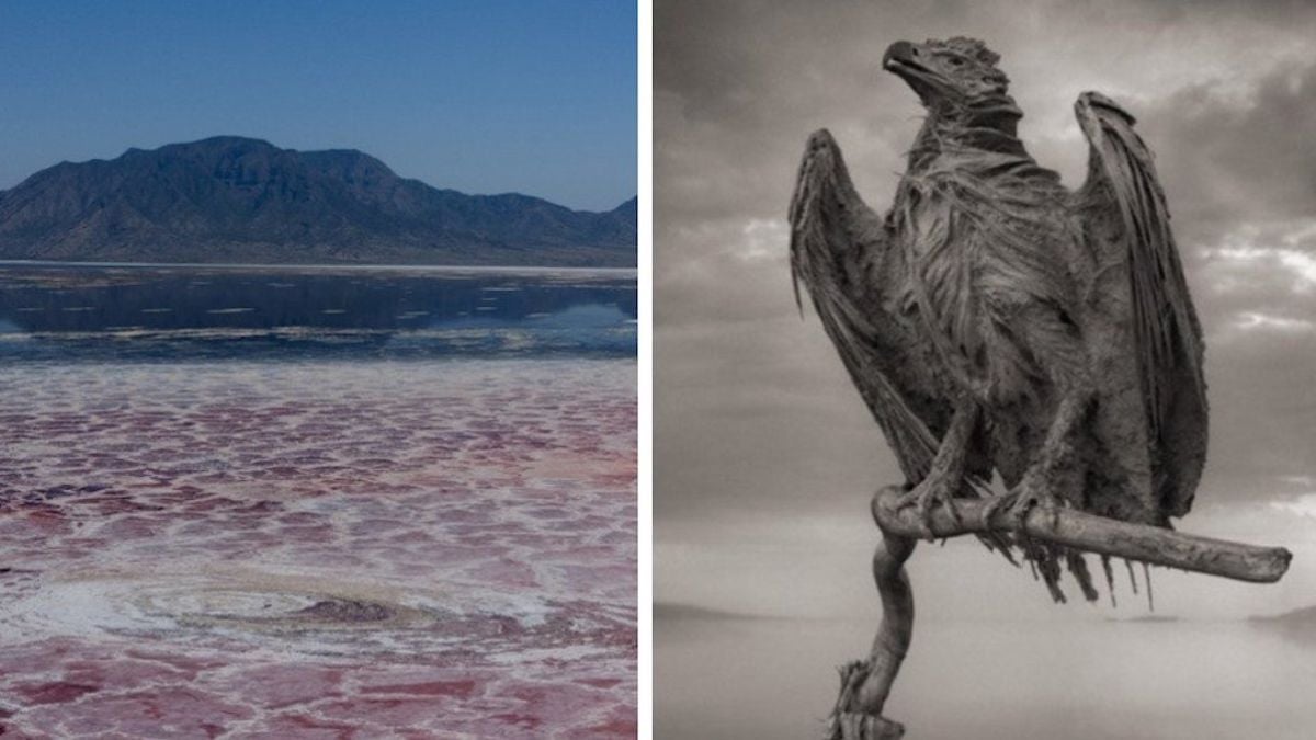 Voici « le lac le plus mortel du monde », qui transforme les animaux en... pierre