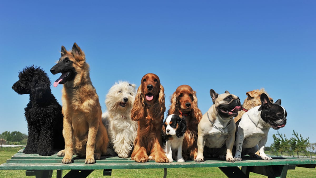 Un groupe de chiens