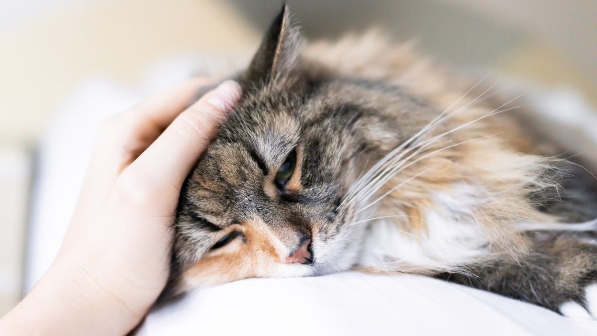 Un chat disparu depuis 15 ans retrouve son maître avant de mourir dans ses bras