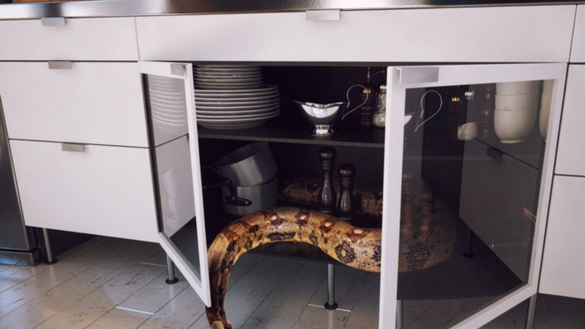 Python sortant d'un meuble de cuisine 