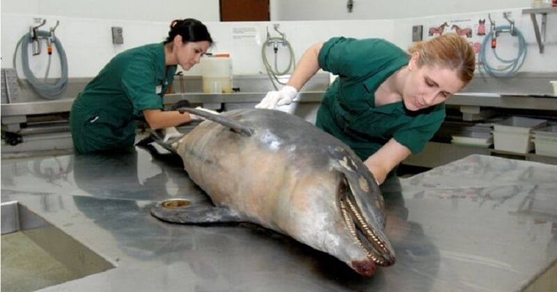 Les tempêtes et ouragans causés par le changement climatique à l'origine d'une maladie mortelle chez les dauphins