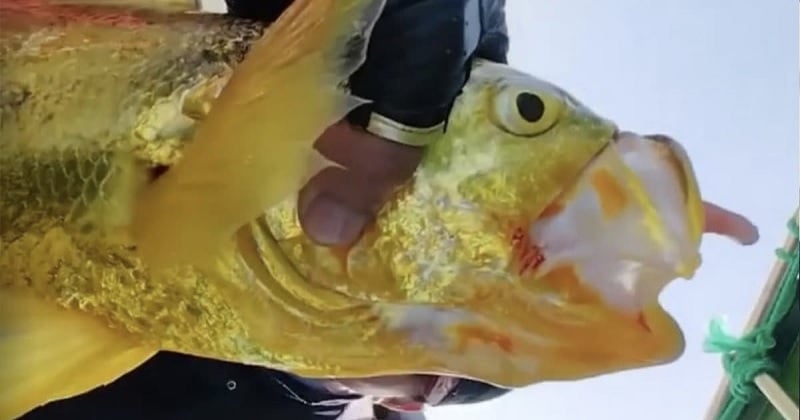 En remontant ses filets, un pêcheur découvre un très rare poisson doré à la valeur incroyable