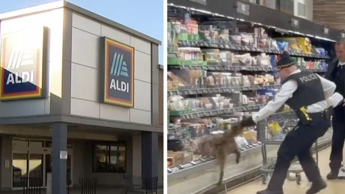 Supermarché Aldi / capture d'écran montrant un agent en train de capturer le coyote 