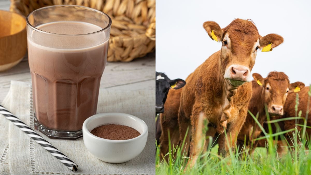 Près de 10% des Américains pensent que le lait chocolaté provient de vaches... marrons !