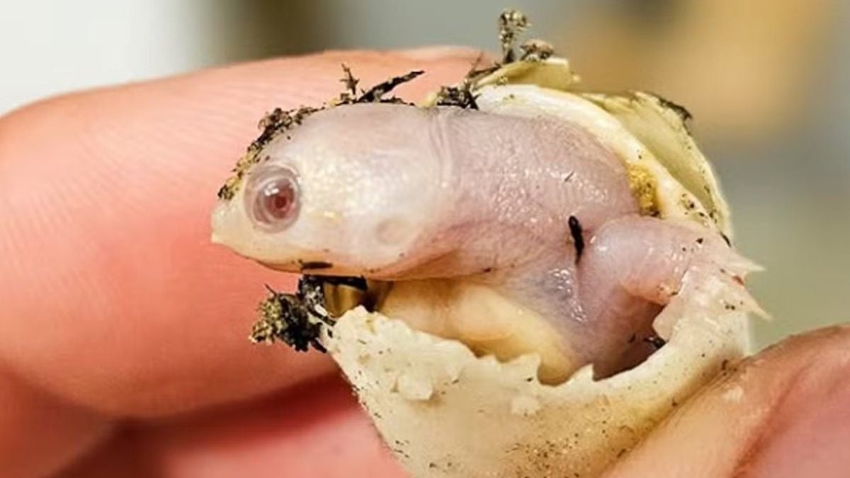 Drôme : un bébé tortue albinos est né dans un zoo pour la première fois en France !