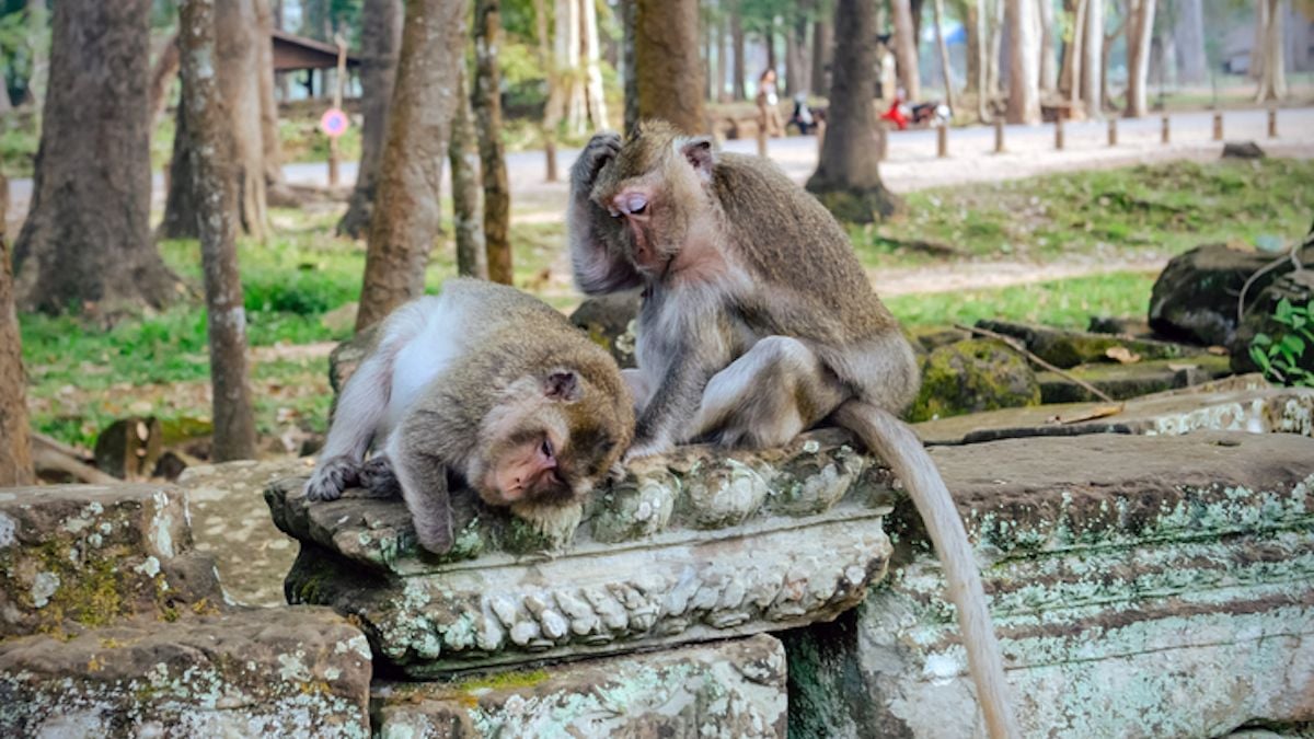 Provoqués par des influenceurs, les singes du temple Angkor sèment la terreur