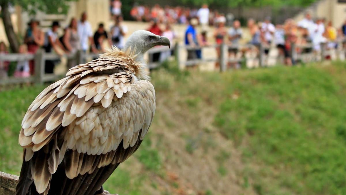 Un vautour au Rocher des Aigles