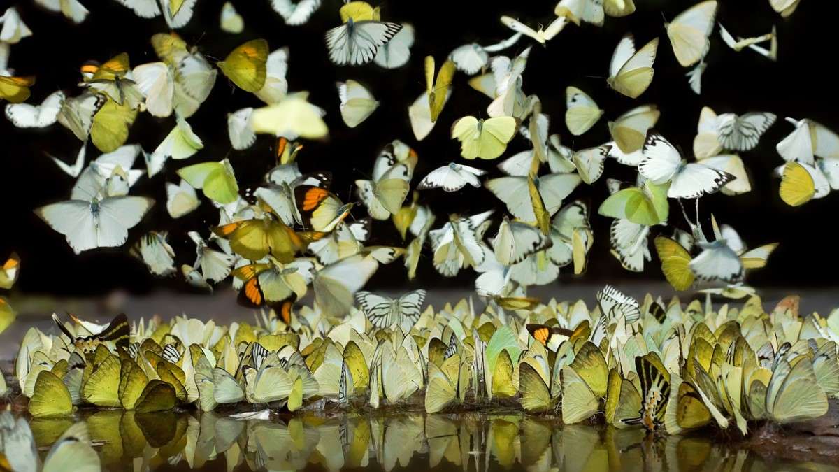 Une nuée de papillons migrateurs traverse le ciel sous les yeux ébahis des visiteurs au Cap Ferret