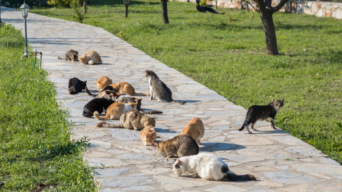 Des chats mangent des croquettes dans une allée