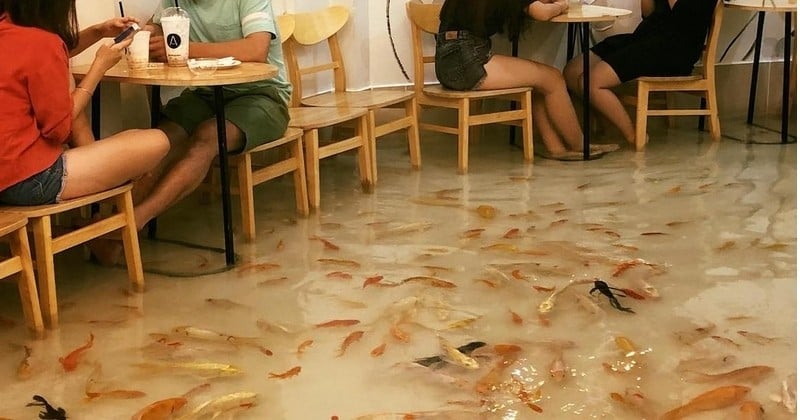 Prendre un verre les pieds dans l'eau avec des poissons, c'est possible au Vietnam !