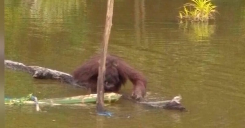 À Bornéo, un orang-outan a été découvert avec la tête criblée de plombs de carabine et le corps lacéré par des dizaines de coups de machettes