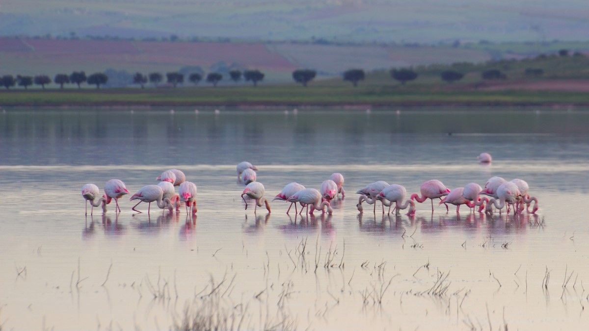 Offrez un flamant rose pour Noël, le cadeau original pour les amoureux des animaux