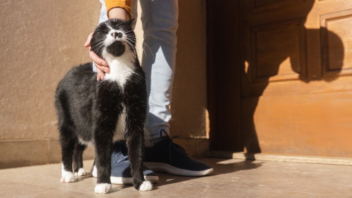 Voici pourquoi vous devez toujours dire au revoir à votre chat quand vous partez de chez vous