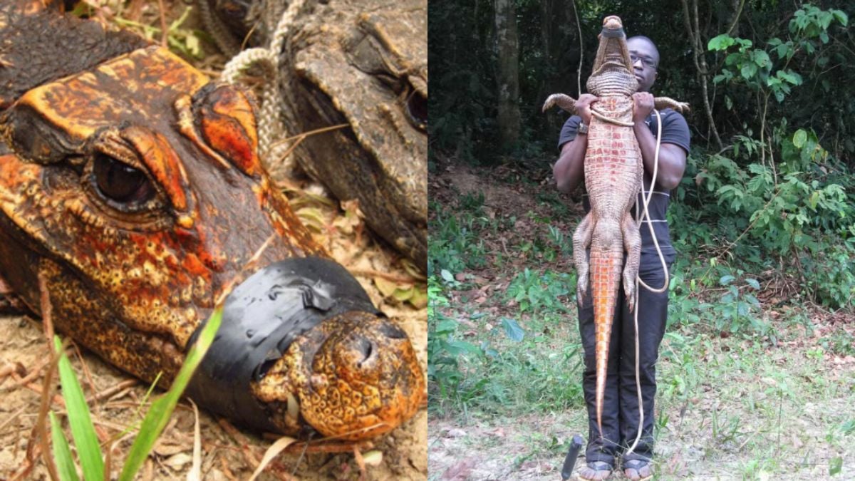 Coincée depuis 3 000 ans dans une grotte, cette espèce de crocodile, qui se nourrit de chauves-souris, a évolué