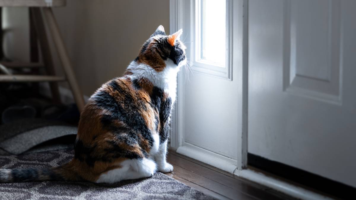 Un chat qui attend son père devant la porte d'entrée 