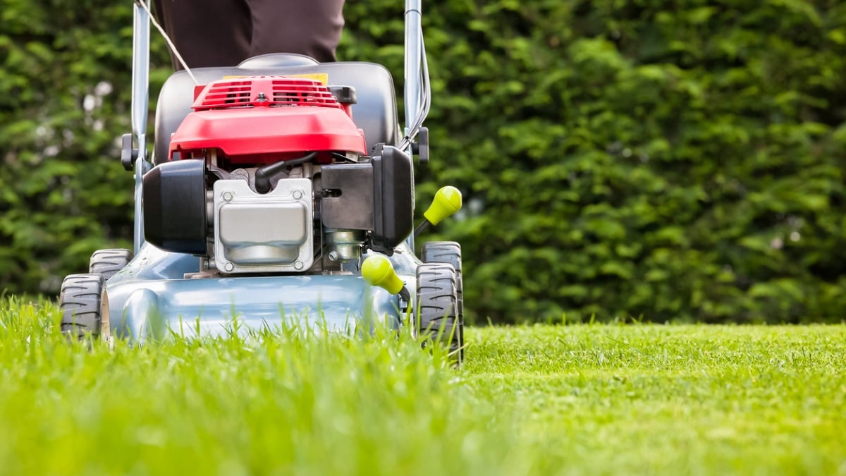 Vous pourquoi vous ne devriez pas tondre la pelouse de votre jardin en été
