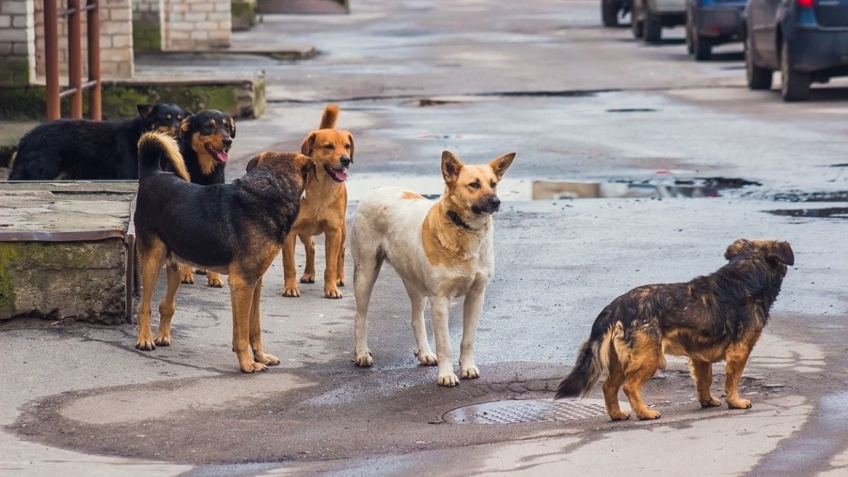 3 millions de chiens errants pourraient être abattus au Maroc pour la Coupe du monde en 2030