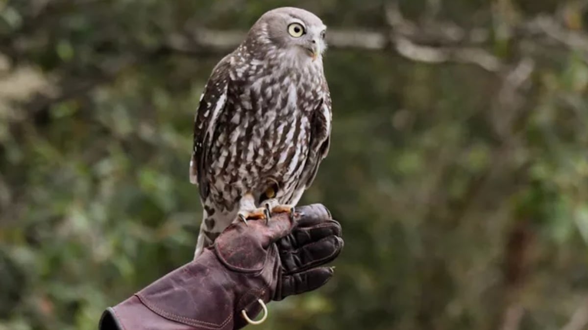 Un hibou posé sur la main de son fauconnier 