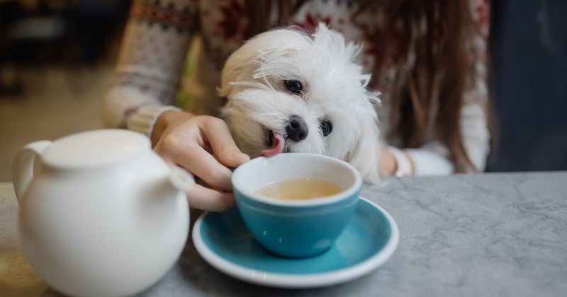 Toutouccino : un bar à chiens vient d'ouvrir ses portes près de Paris !