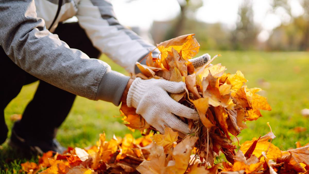 Un homme en train de ramasser des feuilles mortes 