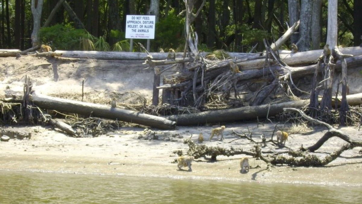 Personne n'a le droit de se rendre sur cette île inhabitée pour une raison terrifiante