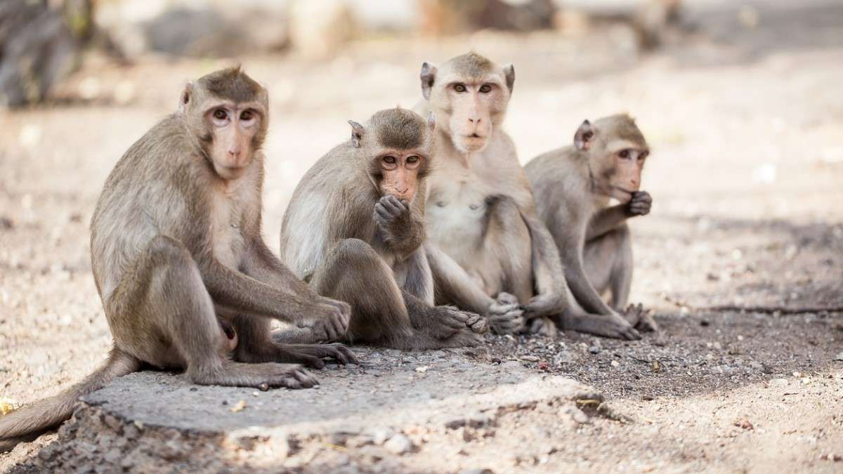 Un gang de singes sauve la vie d'une fillette de 6 ans alors qu'un homme tentait de la violer