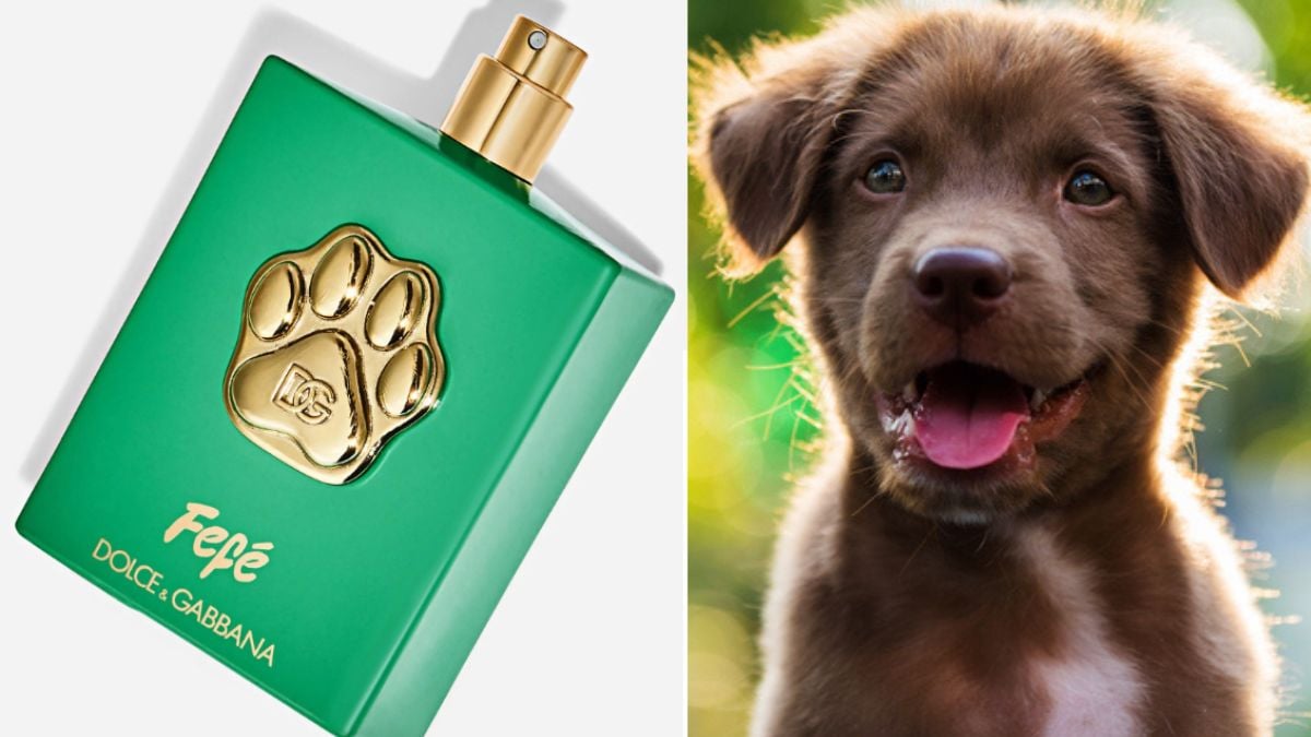 Dolce & Gabbana lance son premier parfum de luxe... pour chien ! Et il a un petit truc en plus