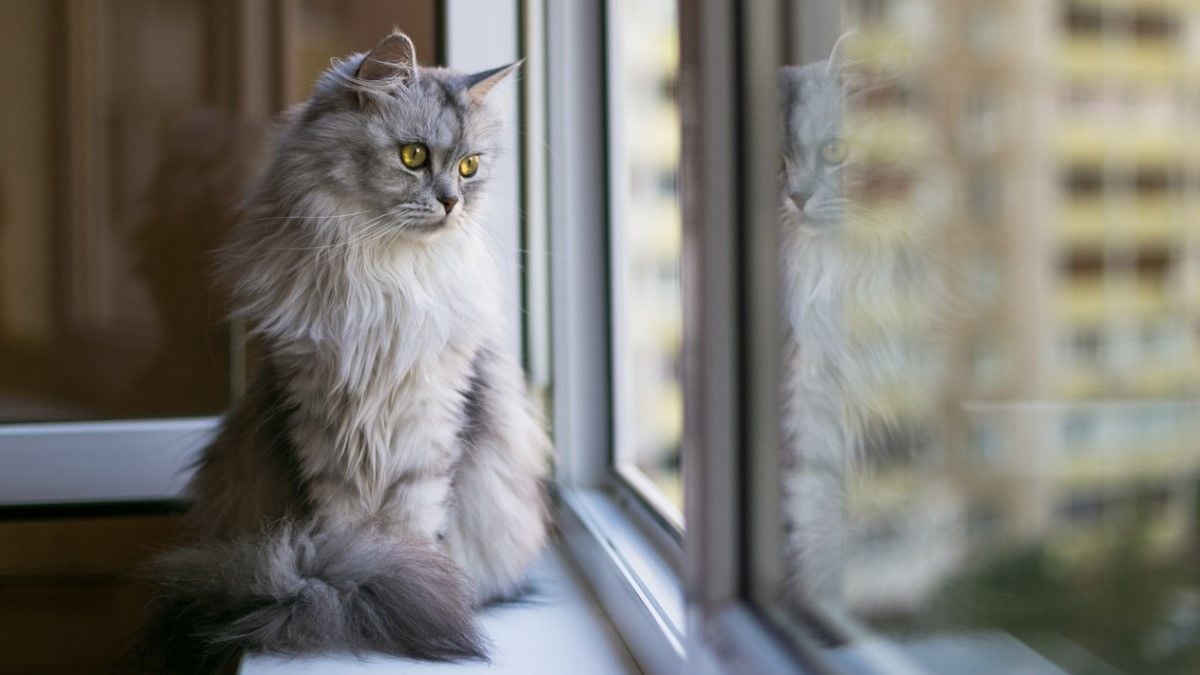 Un chat regarde par la fenêtre