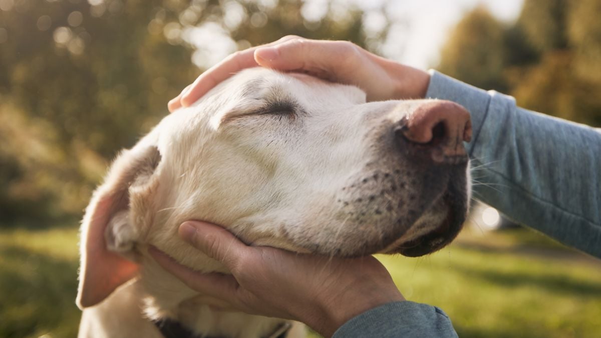 Vous ne devez surtout pas caresser votre chien de cette façon, selon un expert canin 