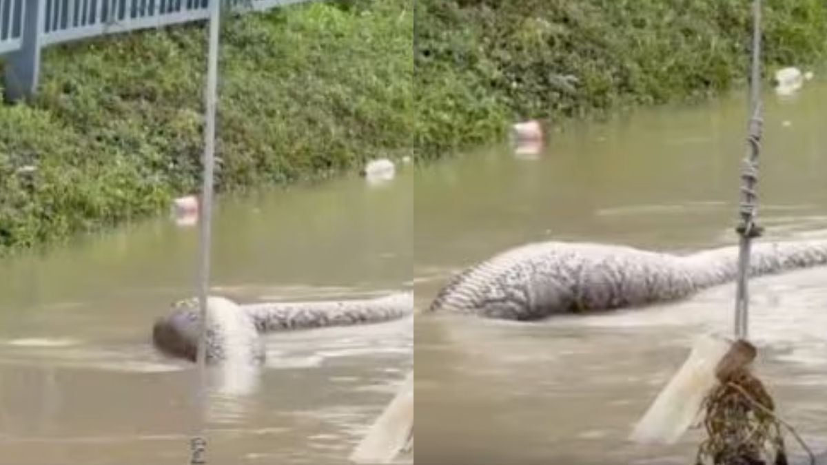 Un python géant aperçu en train de manger un chien dans une rue inondée, en Thaïlande