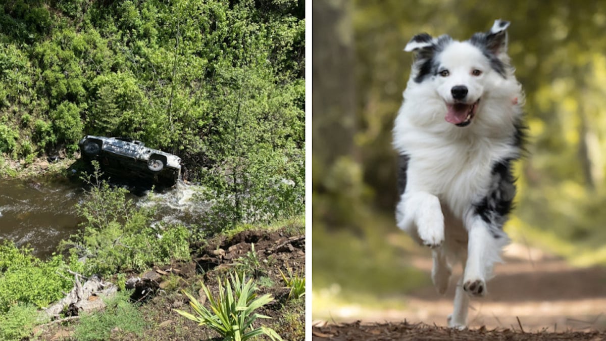 États-Unis : un chien parcourt 6 km pour sauver son maître tombé dans un ravin 