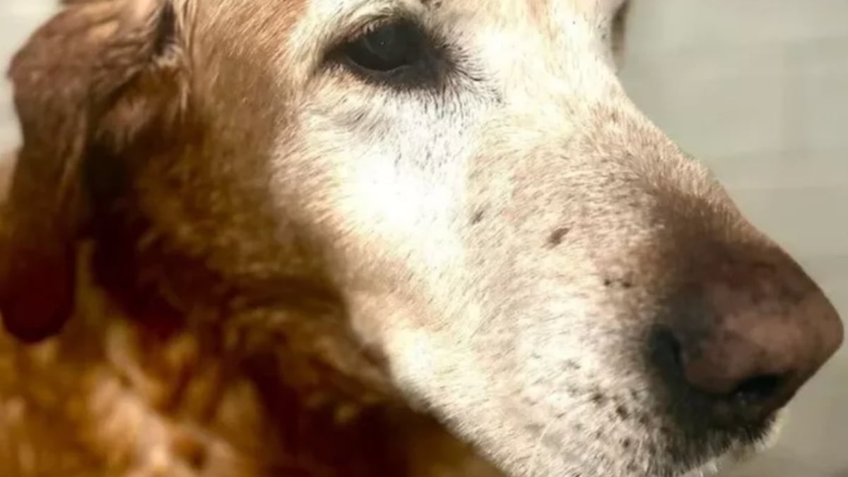 Il découvre avec horreur que son chien de 12 ans a été euthanasié sans son accord