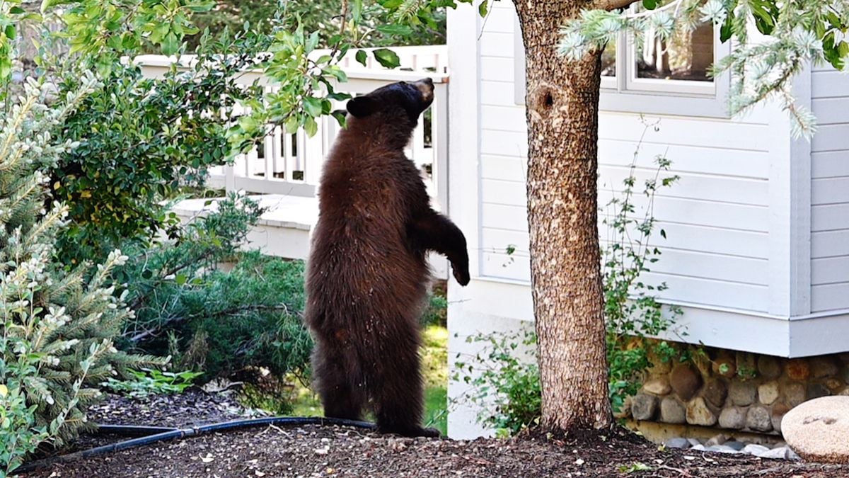 Japon : un homme tombe nez à nez avec un ours dans son... salon ! 