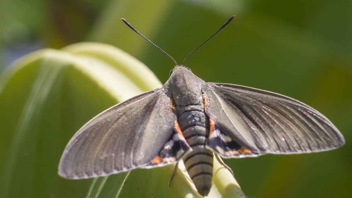 Ce dangereux papillon envahit la France et fait des ravages, voici comment s'en protéger