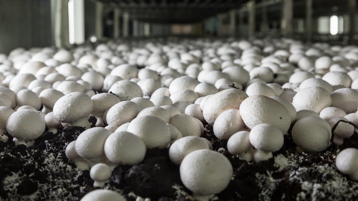 Culture de champignons de Paris blancs.