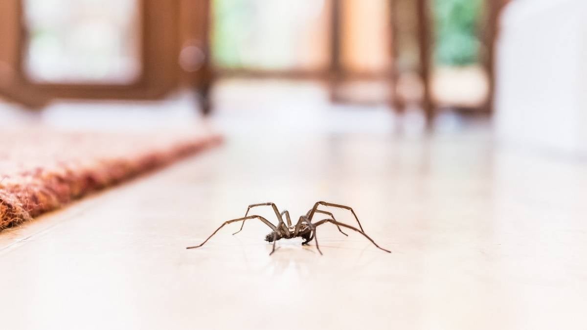 araignée au milieu d'une pièce de maison