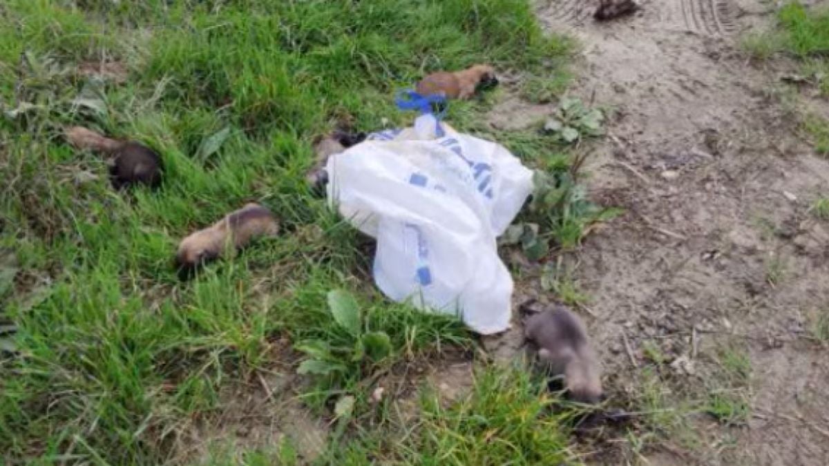 10 chiots tout juste nés abandonnés lâchement dans un sac au bord de la route