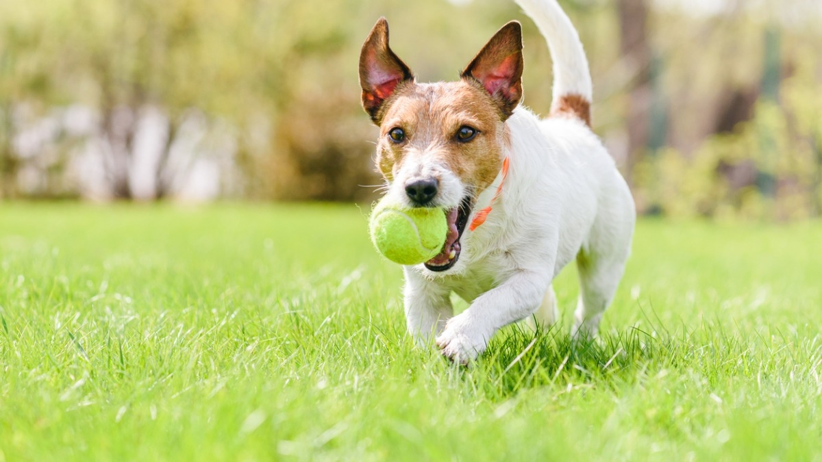 Faire jouer votre chien avec une balle de tennis est dangereux pour lui et  voici pourquoi