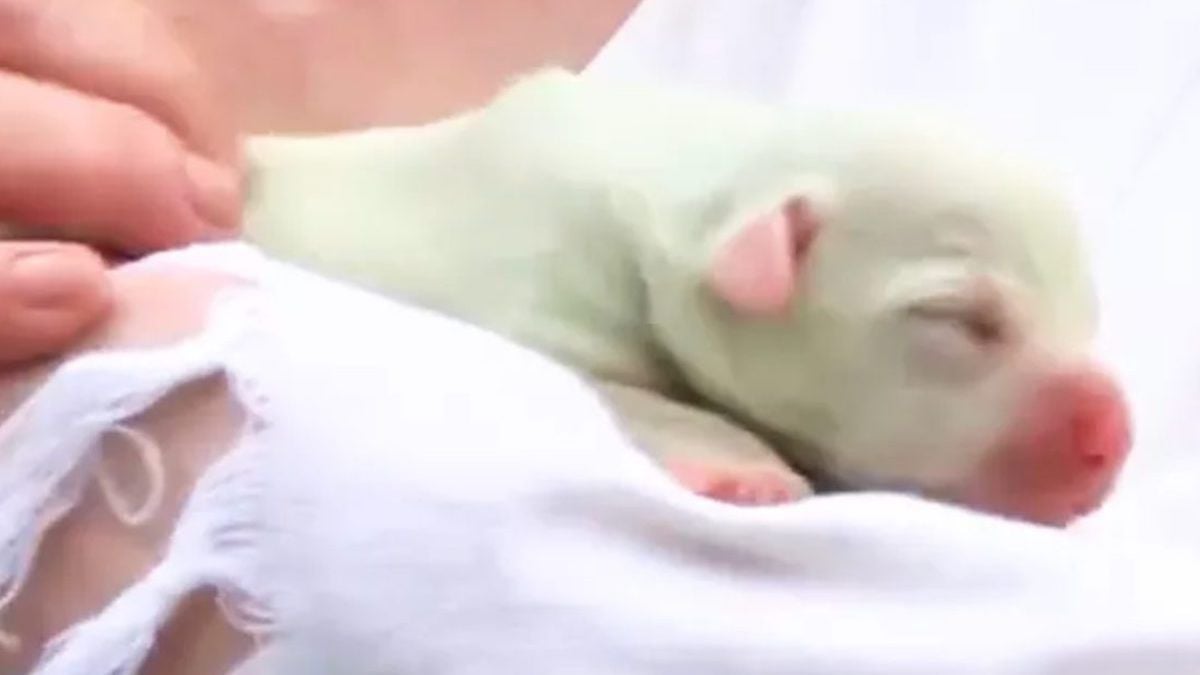 Cet adorable chiot est né avec un pelage... vert, ses maîtres lui donnent le nom parfait pour sa particularité rarissime