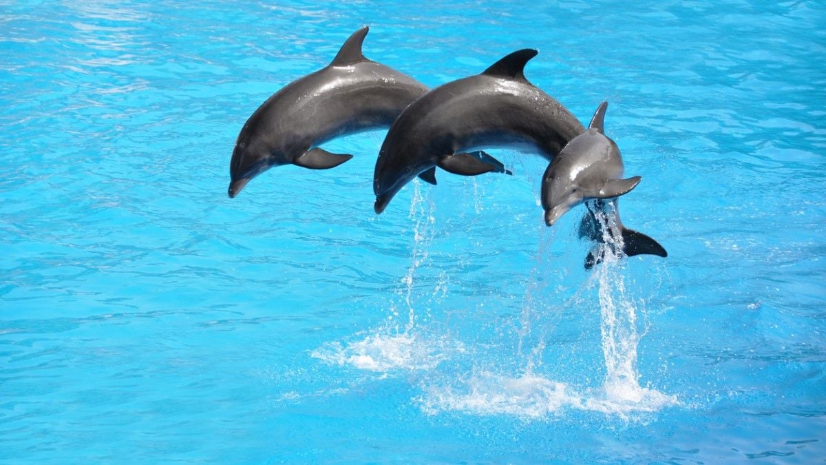 Après Marineland, ce grand parc animalier européen renonce aux spectacles de dauphins