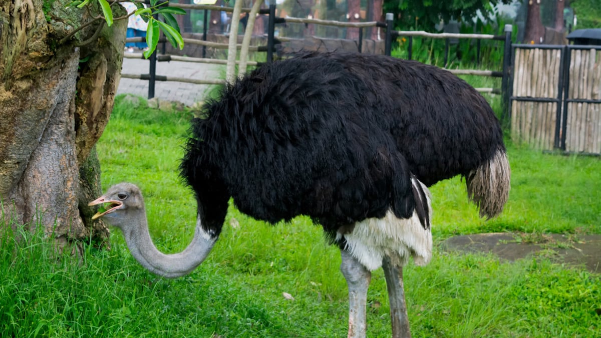 Une autruche s'échappe de son enclos et prend en chasse une fillette de 6 ans au zoo de Pessac