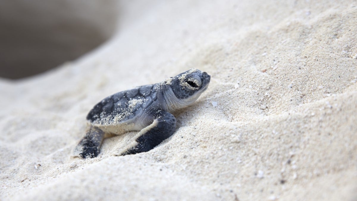Pour la première fois cette année, une tortue caouanne a pondu ses oeufs sur une plage française