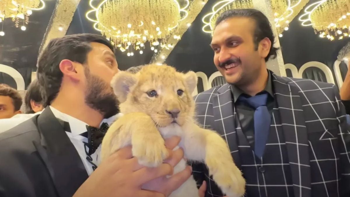 Un YouTubeur pakistanais qui détenait illégalement un lionceau reçoit une punition exemplaire