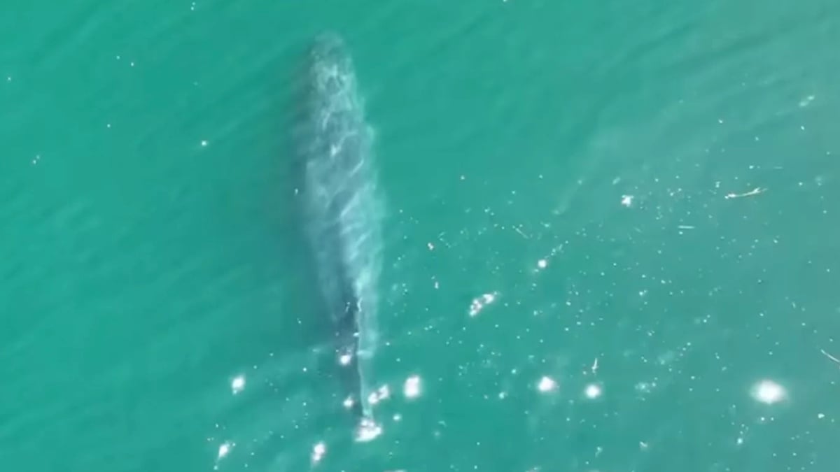 Vue aérienne de la baleine à bosse sans queue 