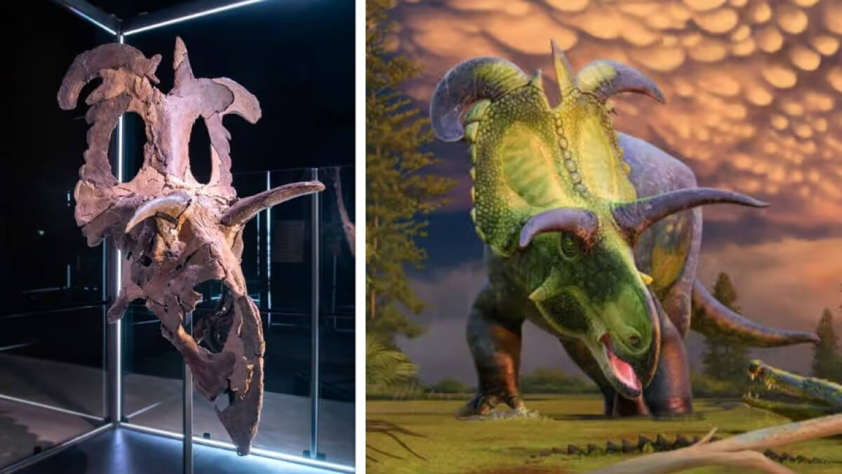 Mesurant 7 mètres, une nouvelle espèce de dinosaure à cornes vient d'être découverte
