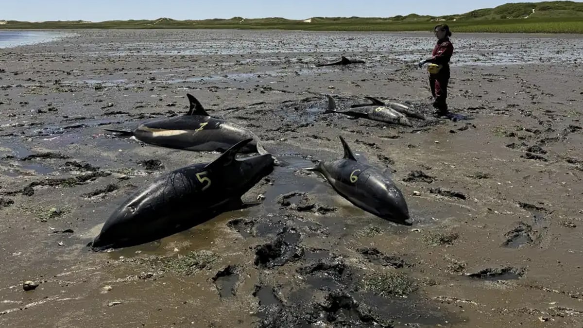 146 dauphins retrouvés échoués sur une plage, du jamais vu aux États-Unis