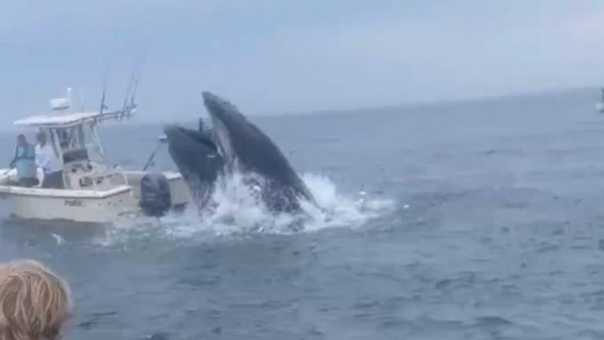 La baleine en train de faire chavirer le bateau de pêche 