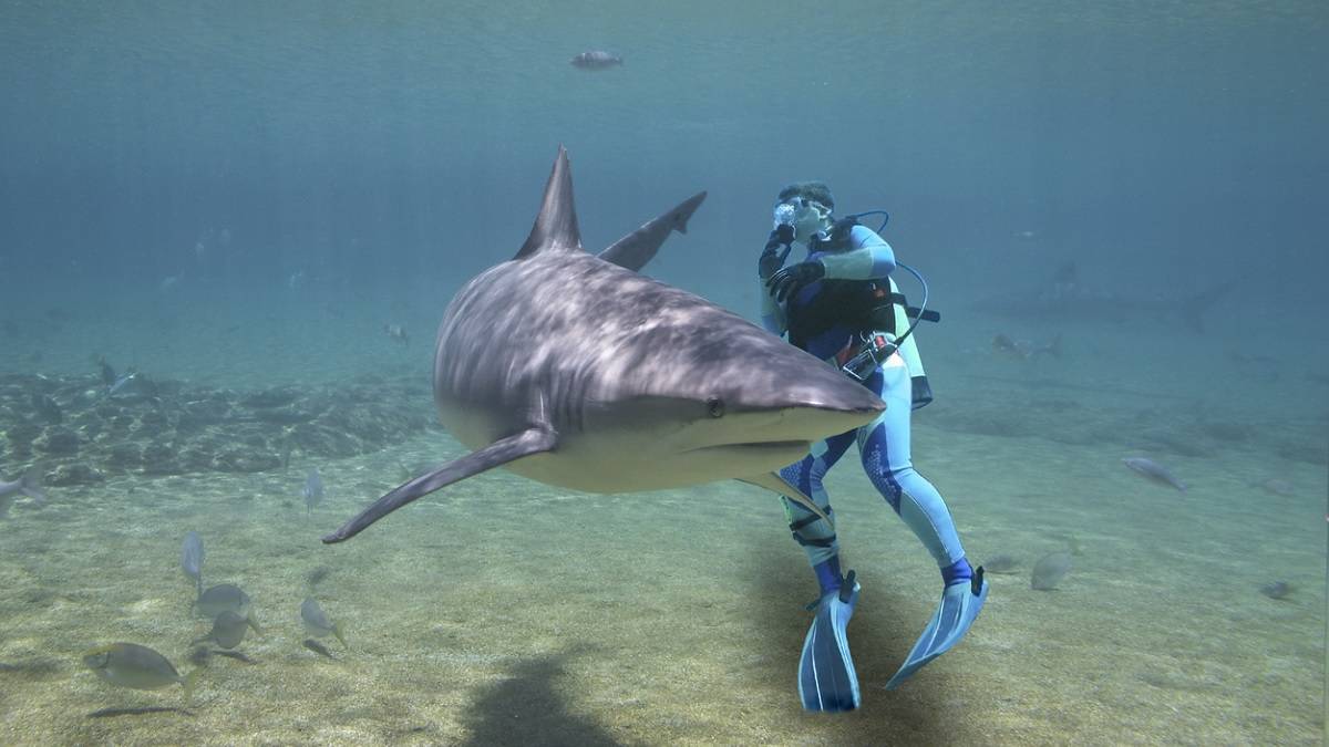 Emportée par le courant, une touriste se fait dévorer par un requin en Indonésie